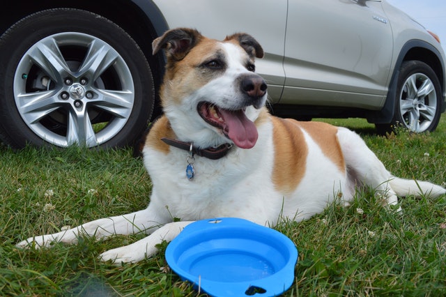 Autofahren mit Haustieren. Ein Hund trinkt Wasser neben einem Auto.